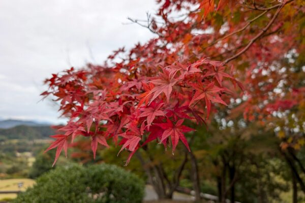 11月第一例会　愛のチャリティゴルフ大会